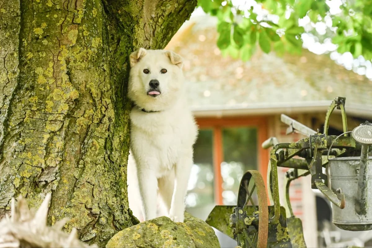 Snow, female Mixed Breed for adoption at Tierfreunde Lüdinghausen und Umgebung e. V., Senden