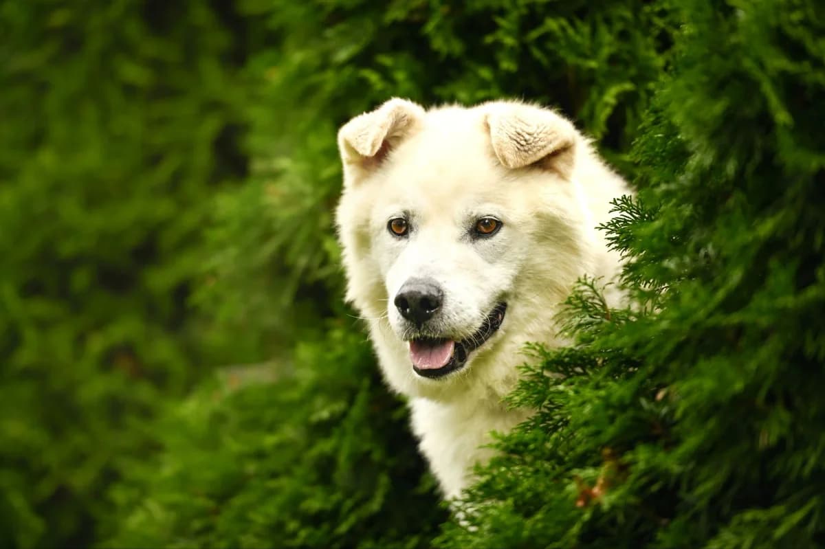 Snow, female Mixed Breed for adoption at Tierfreunde Lüdinghausen und Umgebung e. V., Senden