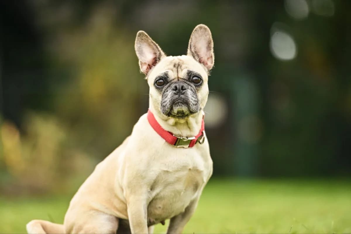 Parla, female Mixed Breed for adoption at Tierfreunde Lüdinghausen und Umgebung e. V., Senden