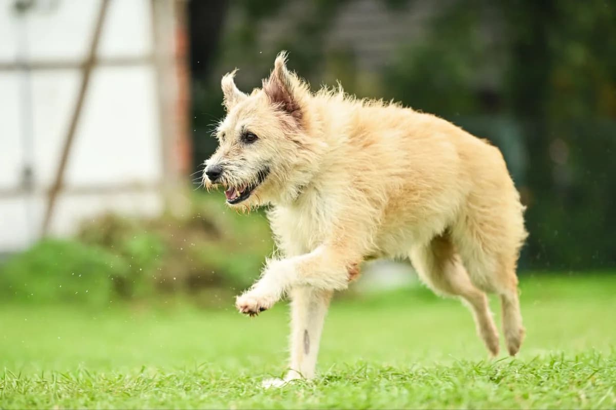 Kuki, female Mixed Breed for adoption at Tierfreunde Lüdinghausen und Umgebung e. V., Senden