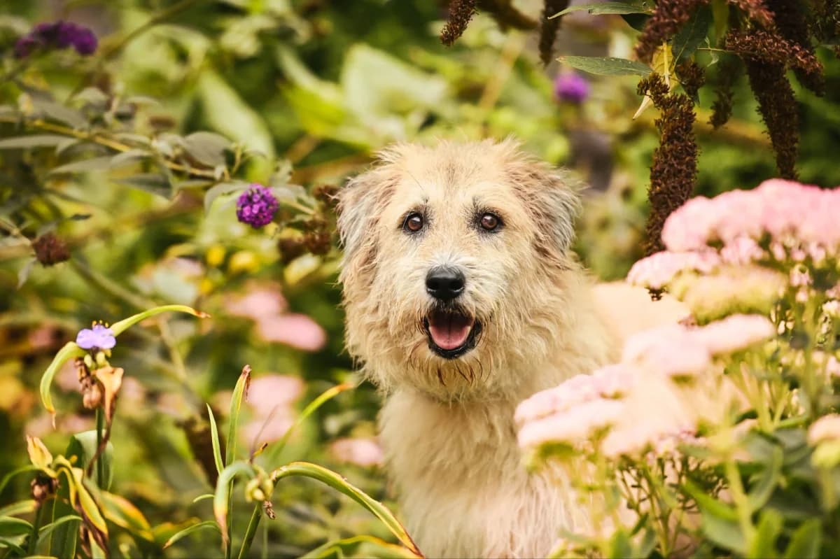 Kuki, female Mixed Breed for adoption at Tierfreunde Lüdinghausen und Umgebung e. V., Senden