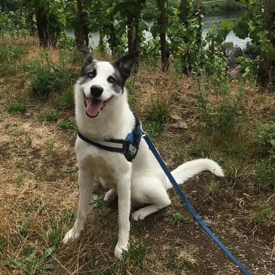 Duke, senior Husky for adoption at Tierfreunde Marienhof Schwaigern e.V.