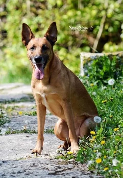 Duke, senior mixed breed for adoption at Tierfreunde Marienhof Schwaigern e.V.