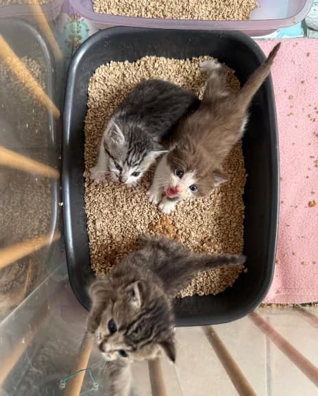 Flaschenkätzchen, mixed breed for adoption at Tierfreunde Marienhof Schwaigern e.V.