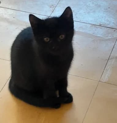 Samtpfoten, male puppy mixed breed for adoption at Tierfreunde Marienhof Schwaigern e.V.