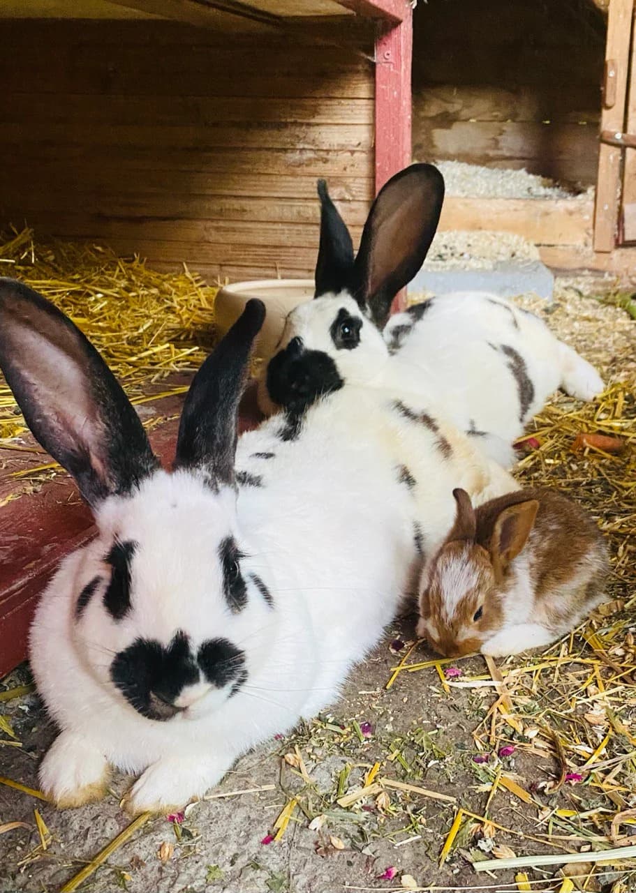 ab, mixed breed for adoption at Tierfreunde Marienhof Schwaigern e.V.