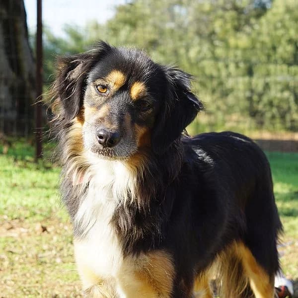 Bon Jovi, male 5yo Mixed Breed for adoption at Tierfreunde Patras e.V., Ratingen