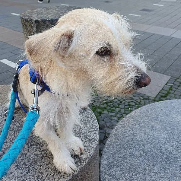 Coucky, female young Mixed Breed for adoption at Tierfreunde Patras e.V., Ratingen