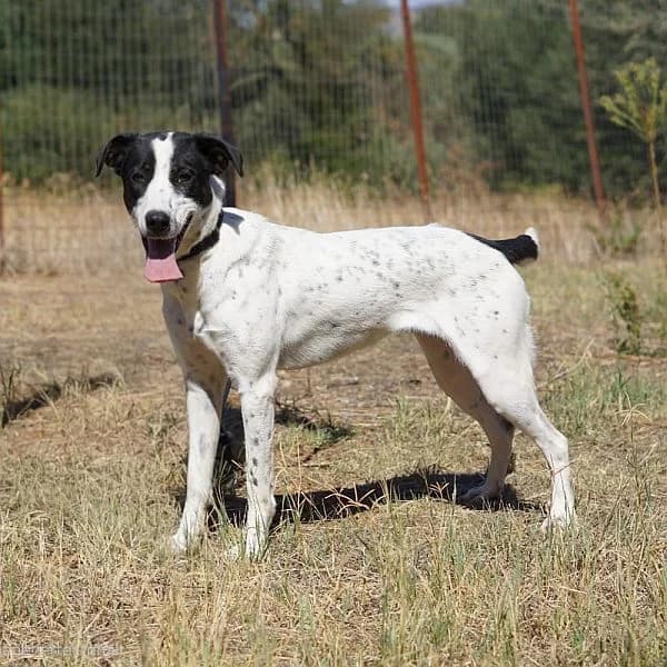 Elli, female young Mixed Breed for adoption at Tierfreunde Patras e.V., Ratingen