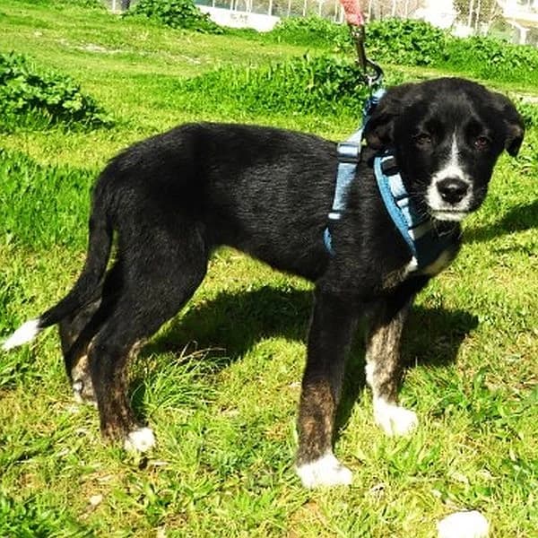 Melita, female puppy Mixed Breed for adoption at Tierfreunde Patras e.V., Ratingen