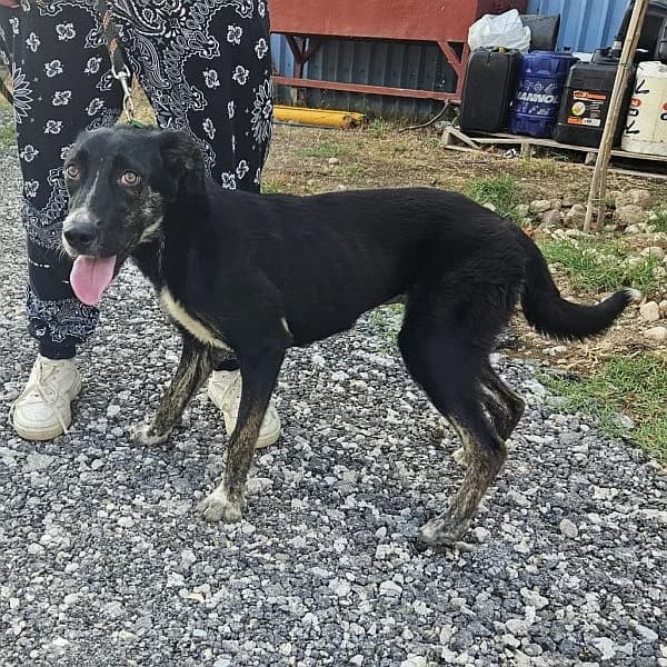 Melita, female puppy Mixed Breed for adoption at Tierfreunde Patras e.V., Ratingen