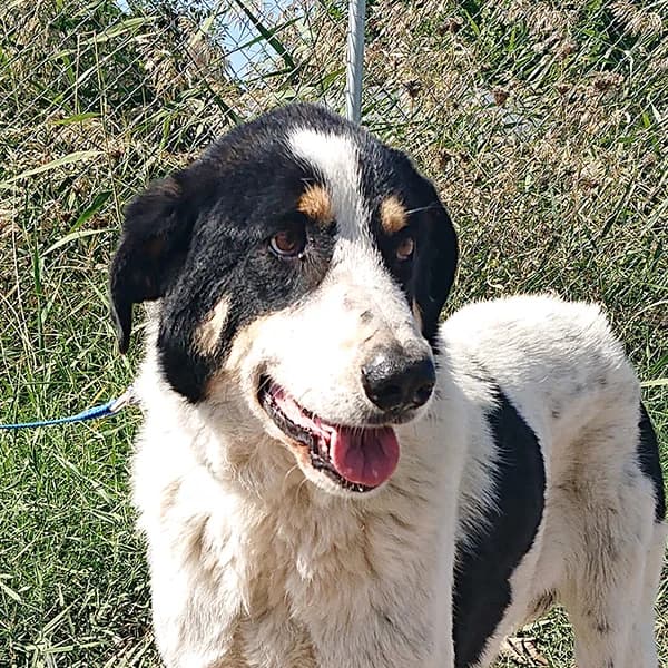 Remo, male 5yo Mixed Breed for adoption at Tierfreunde Patras e.V., Ratingen