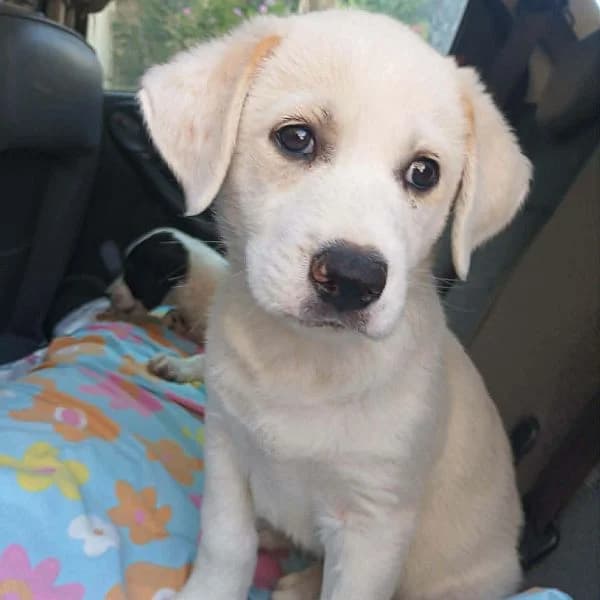 Ricky, female puppy Mixed Breed for adoption at Tierfreunde Patras e.V., Ratingen