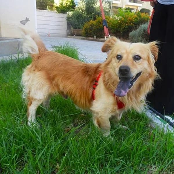 Scooby, male young Mixed Breed for adoption at Tierfreunde Patras e.V., Ratingen