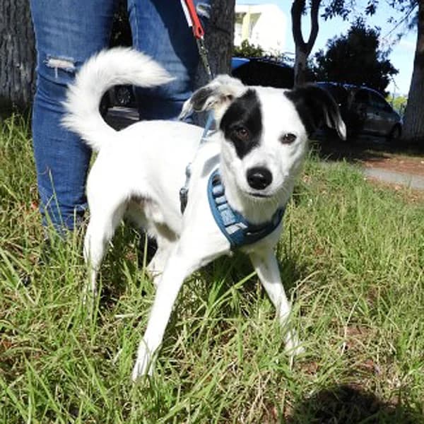 Tarzan, male young Mixed Breed for adoption at Tierfreunde Patras e.V., Ratingen