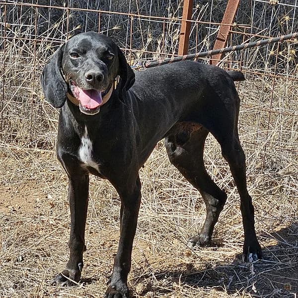 Tsimo, male 7yo Mixed Breed for adoption at Tierfreunde Patras e.V., Ratingen