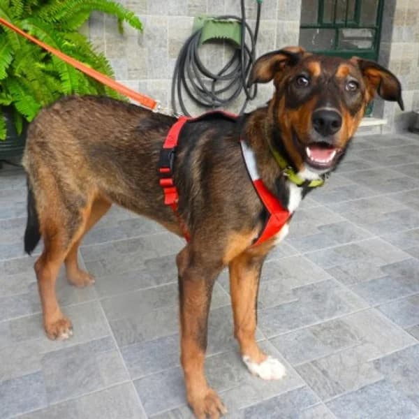 Zozefina, female young Mixed Breed for adoption at Tierfreunde Patras e.V., Ratingen