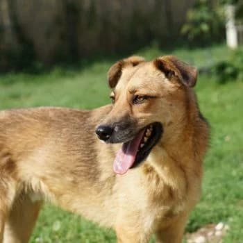 Gordon, male Mixed Breed for adoption at Tierfreunde Regensburg, Regensburg