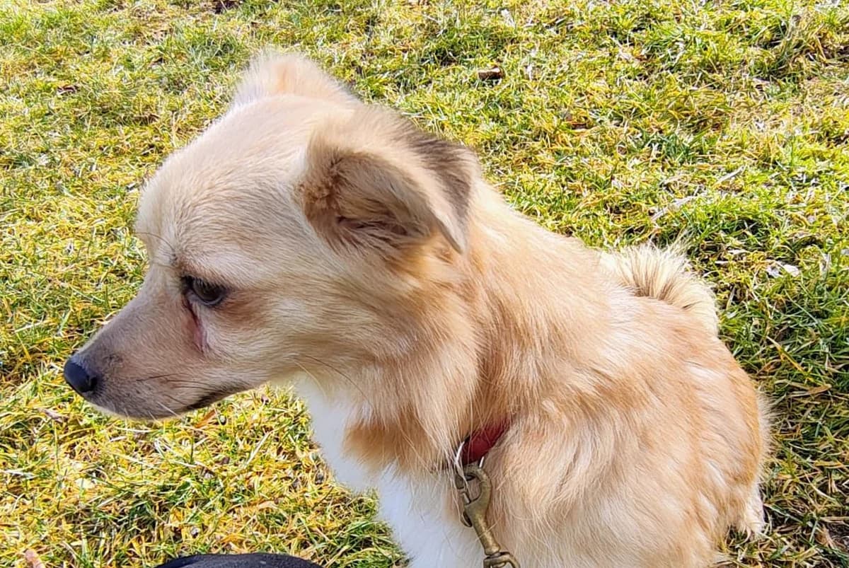Irma, female Mixed Breed for adoption at Tierfreunde Regensburg, Regensburg