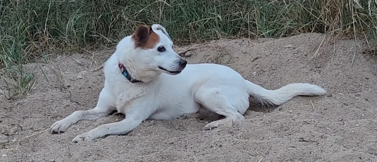 Laura, female Mixed Breed for adoption at Tierfreunde Regensburg, Regensburg