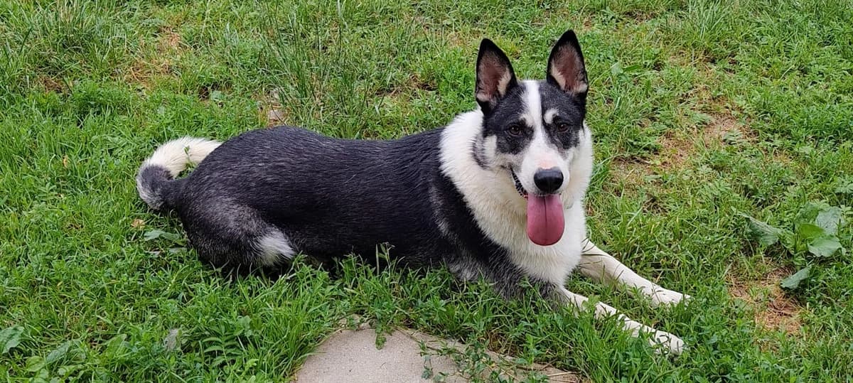 Luisi, female Mixed Breed for adoption at Tierfreunde Regensburg, Regensburg