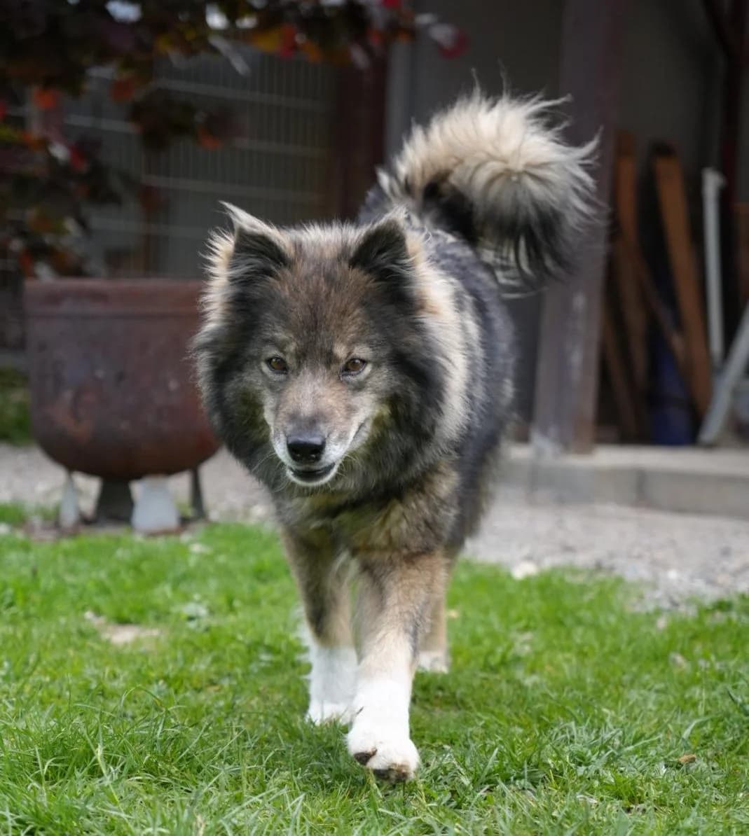 Mathilda, female Mixed Breed for adoption at Tierfreunde Regensburg, Regensburg