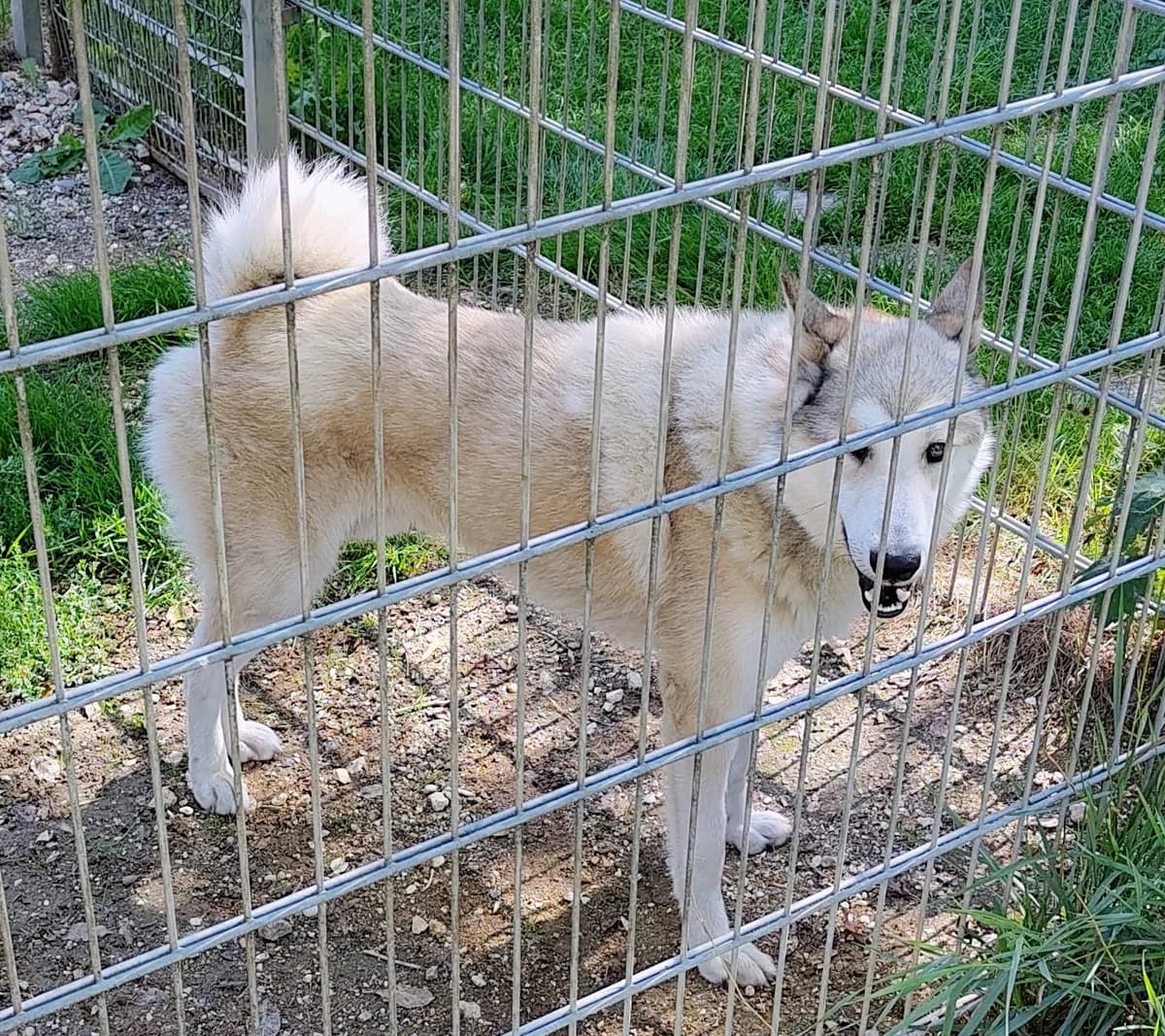 Udo, male Mixed Breed for adoption at Tierfreunde Regensburg, Regensburg