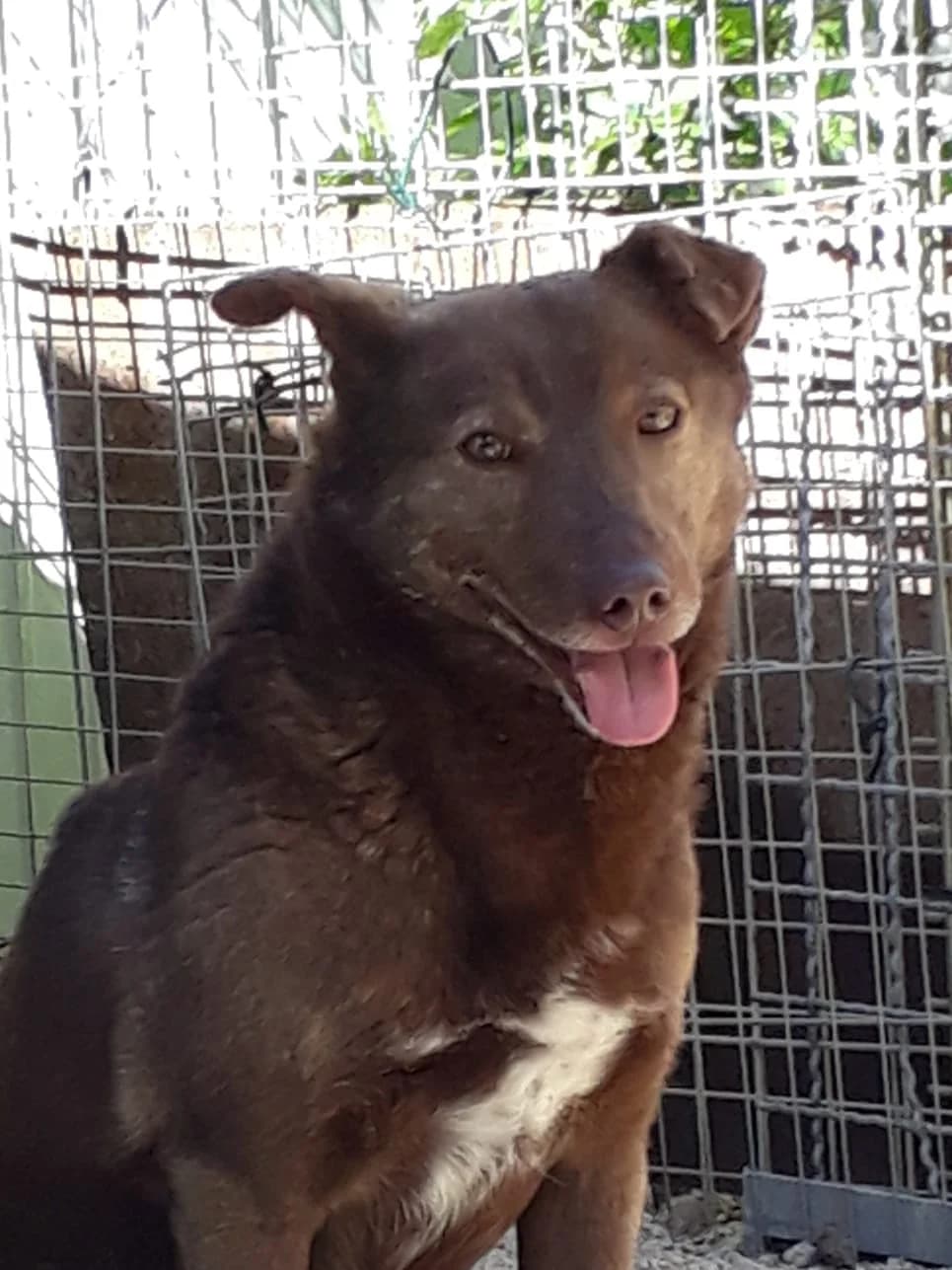 Paul, male Mixed Breed for adoption at Tierfreunde Regensburg, Regensburg