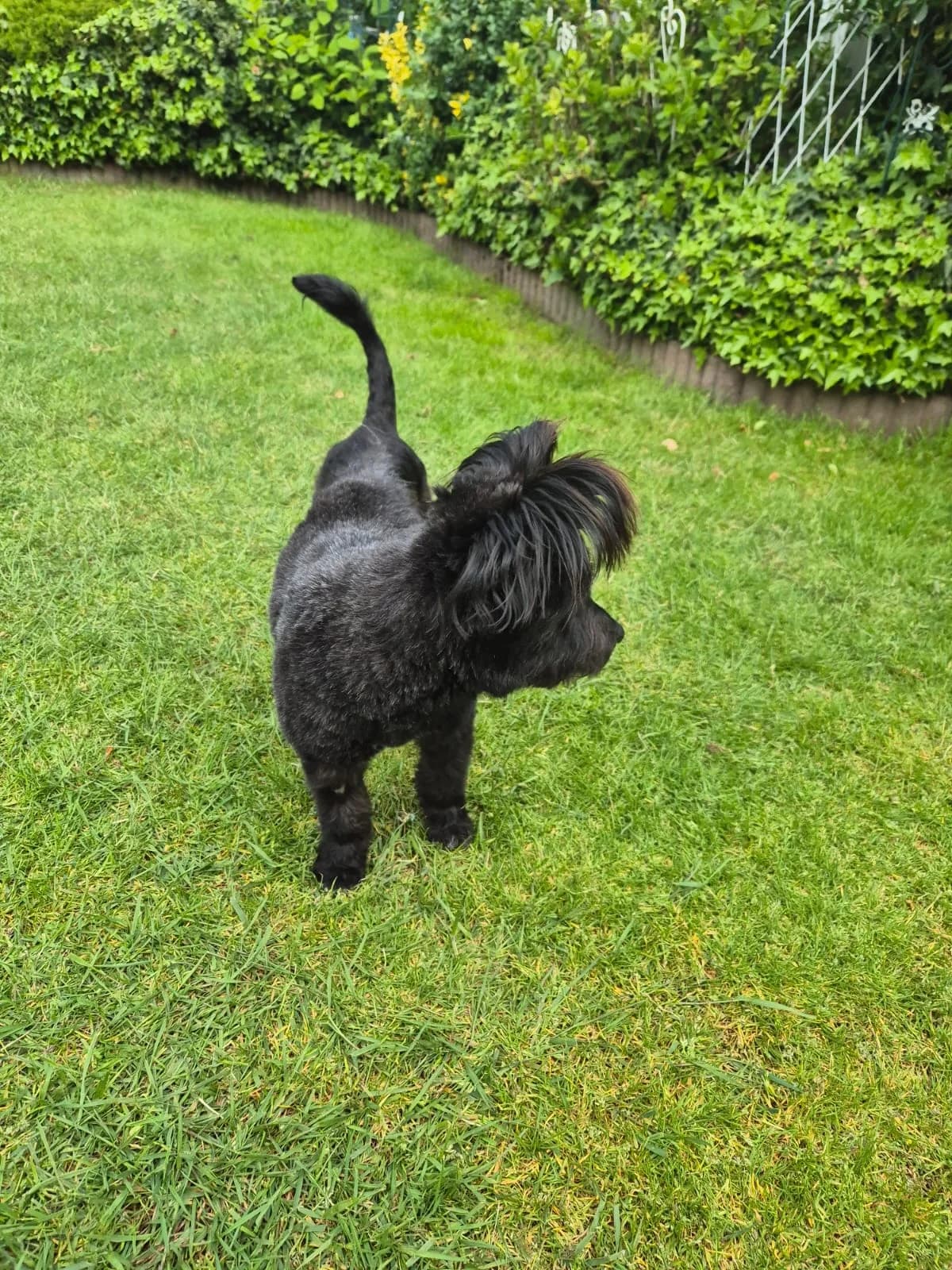Diego, male young Mixed Breed for adoption at Tierfreunde Schaumberg e.V., Tholey