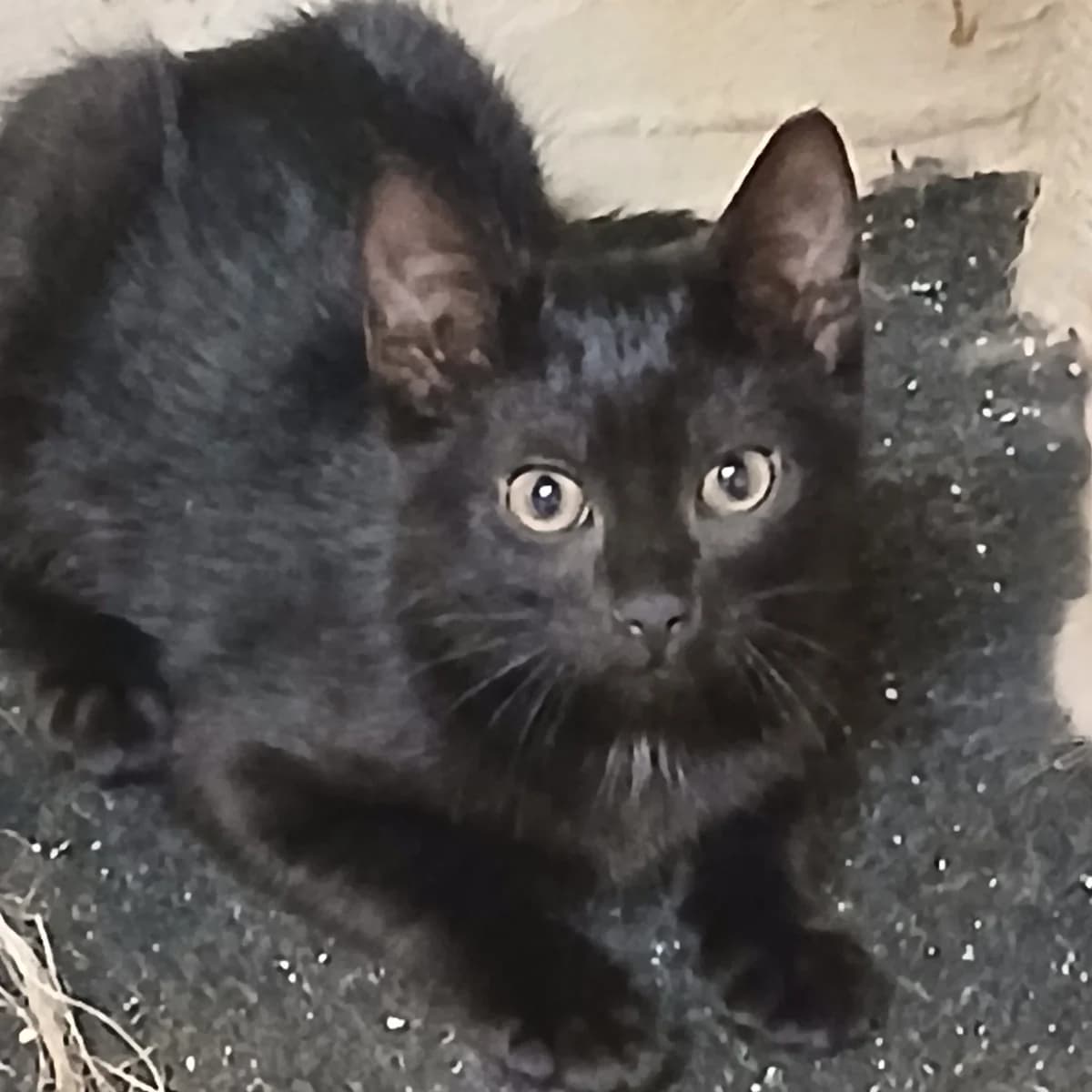 Kater, male puppy Mixed Breed for adoption at Tierfreunde Schaumberg e.V., Tholey