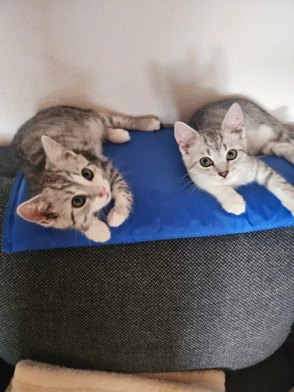 Katzen, male puppy Mixed Breed for adoption at Tierfreunde Schaumberg e.V., Tholey