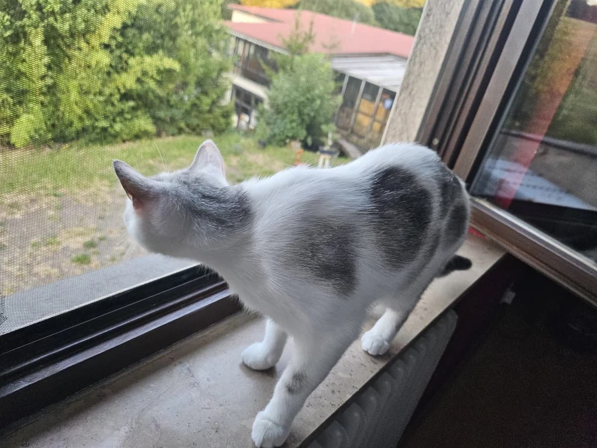 Katze, female young Mixed Breed for adoption at Tierfreunde Schaumberg e.V., Tholey