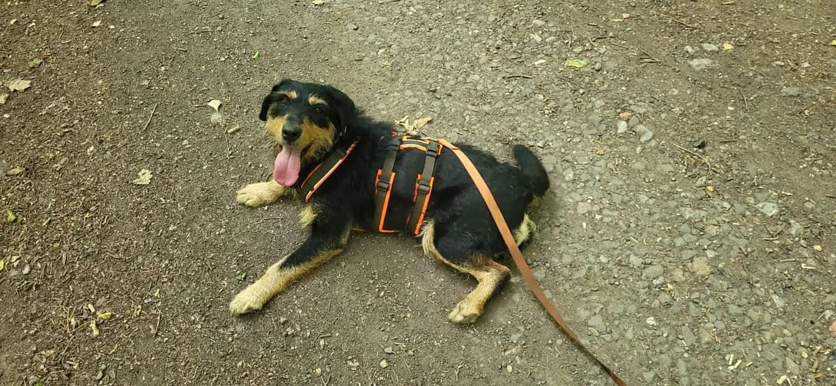 Fibi, female 5yo Mixed Breed for adoption at Tierfreunde Schaumberg e.V., Tholey