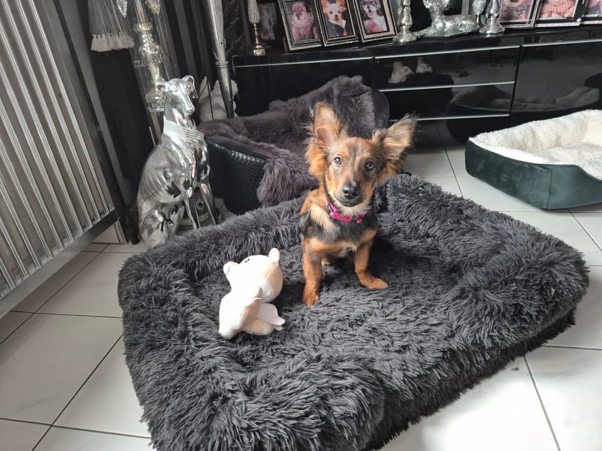 Mickey, male Mixed Breed for adoption at Tierfreunde Schaumberg e.V., Tholey
