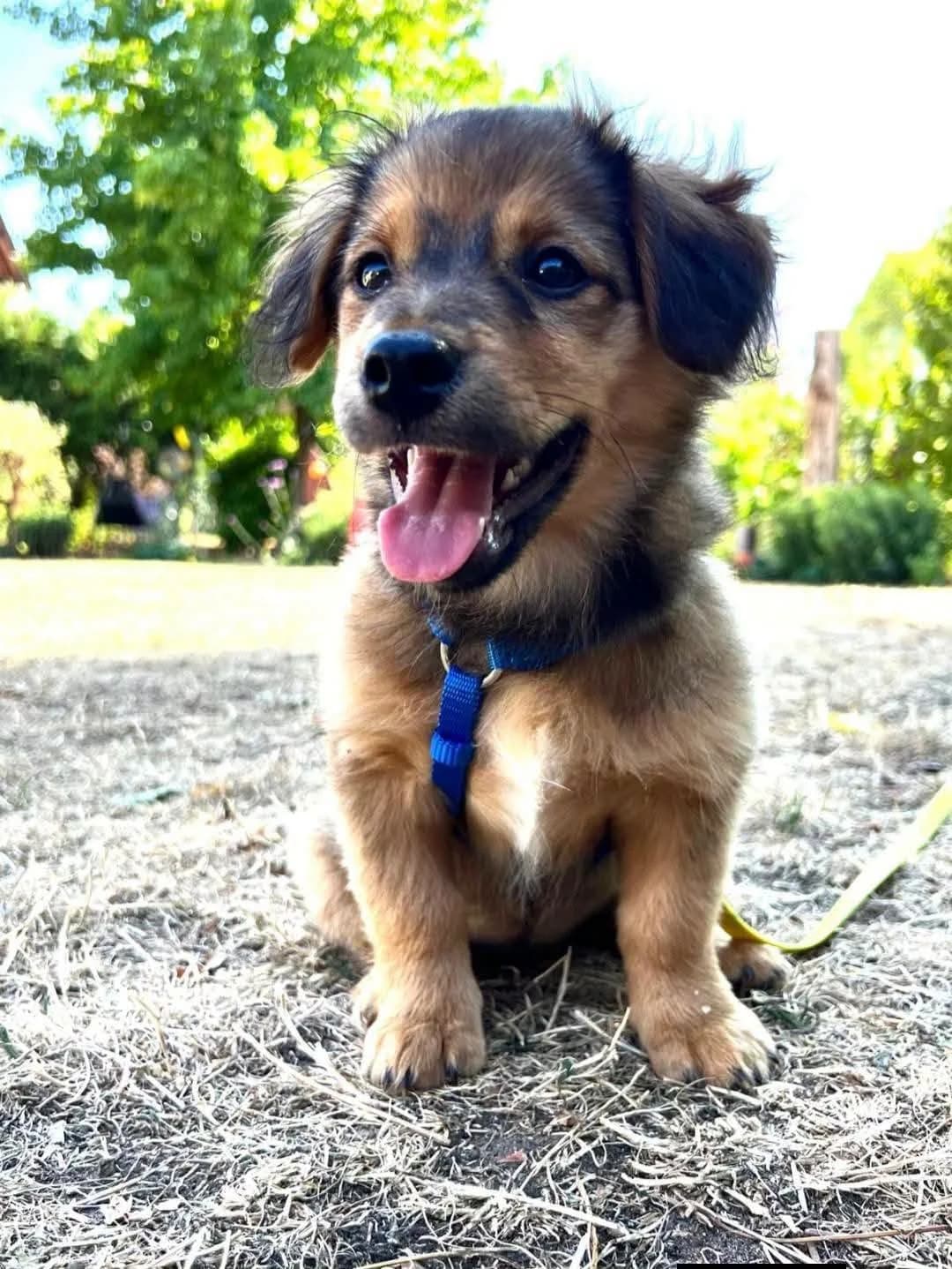 Maus, female puppy Mixed Breed for adoption at Tierfreunde Schaumberg e.V., Tholey