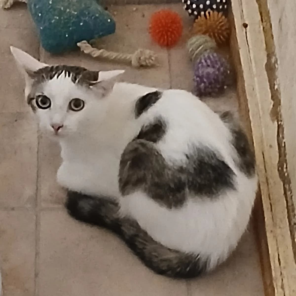 Katze, getigert female young Mixed Breed for adoption at Tierfreunde Schaumberg e.V., Tholey