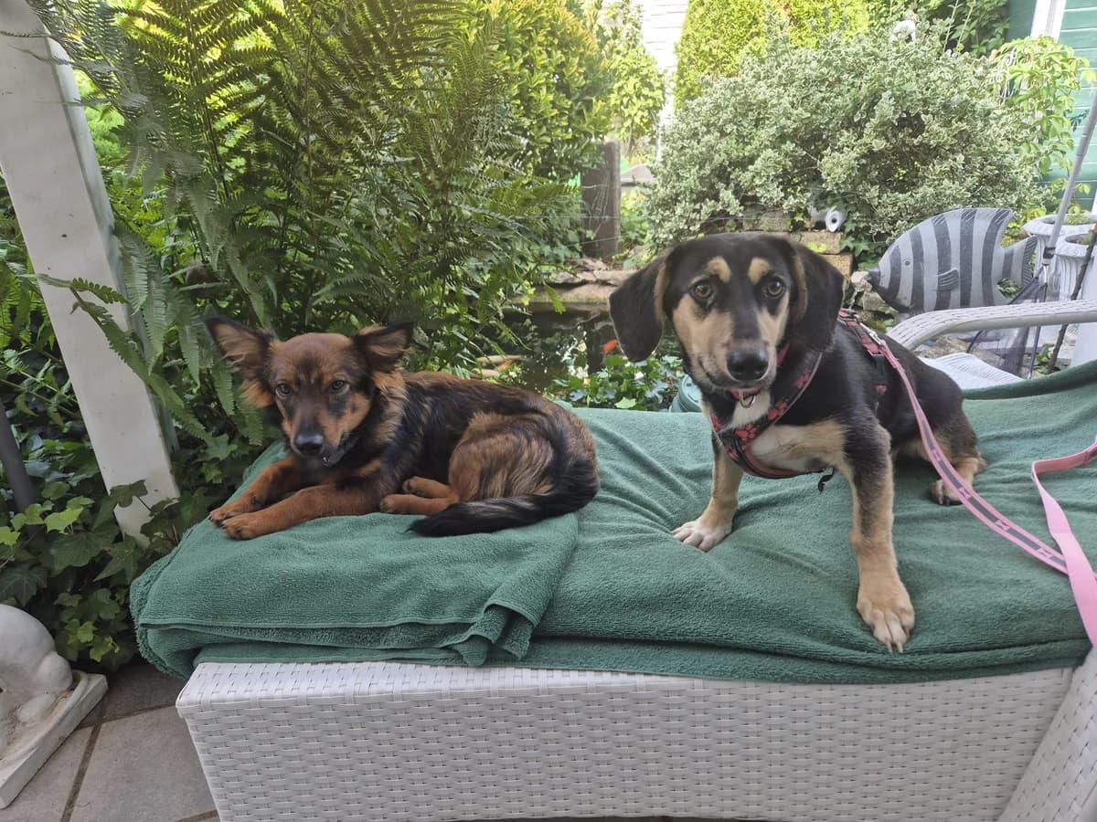 Sia, female puppy Mixed Breed for adoption at Tierfreunde Schaumberg e.V., Tholey