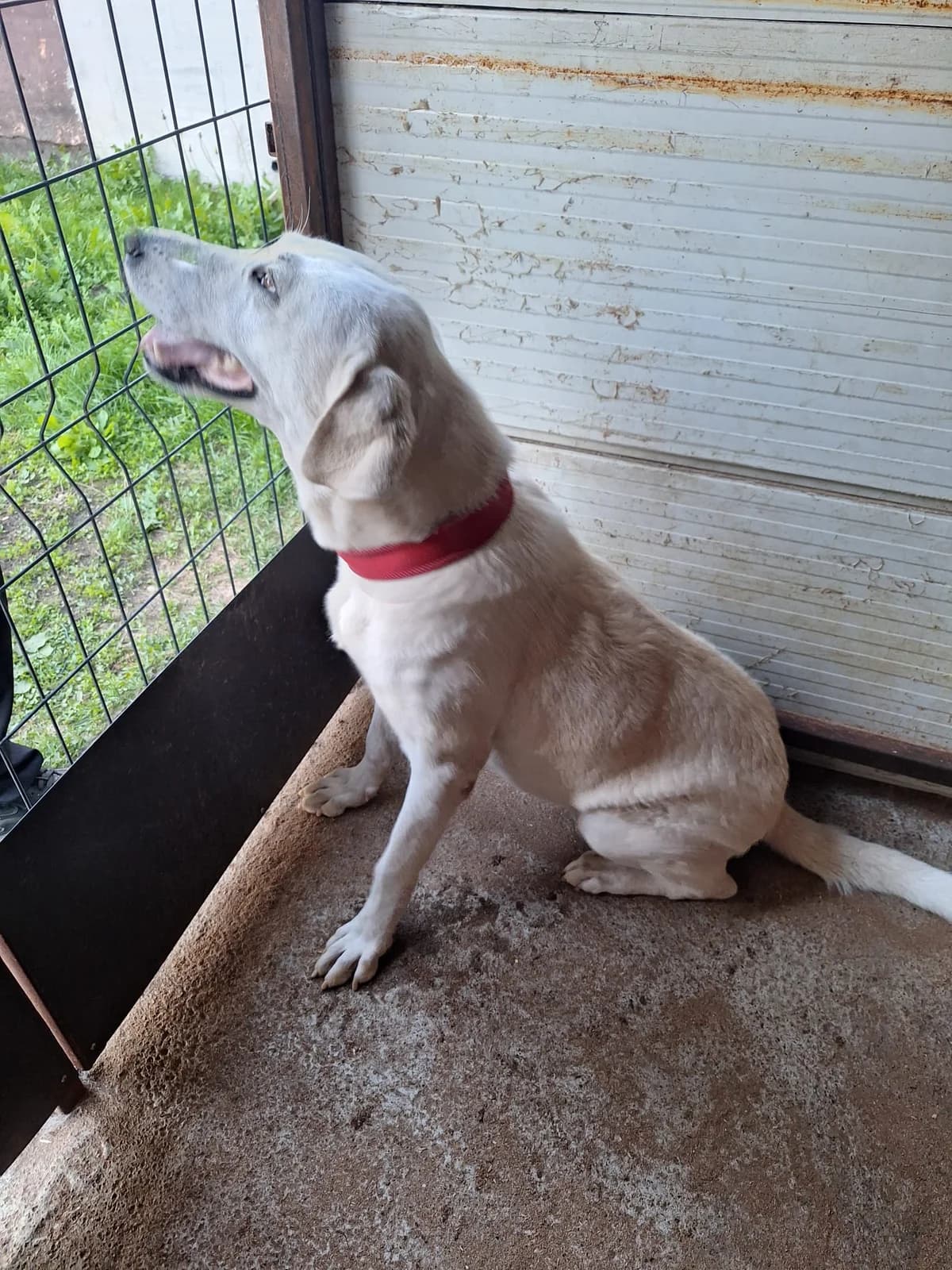 Bella, female young Mixed Breed for adoption at Tierfreunde Schaumberg e.V., Tholey