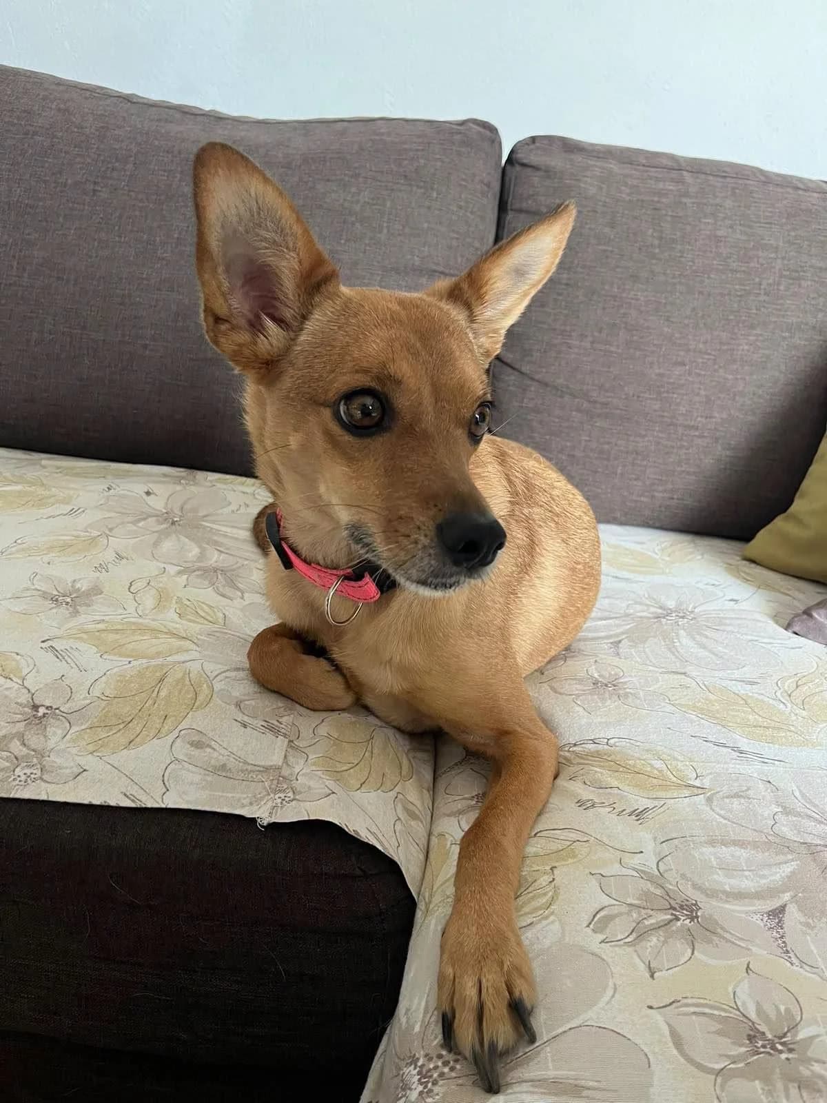 Lilo, female 6yo Mixed Breed for adoption at Tierfreunde Schaumberg e.V., Tholey