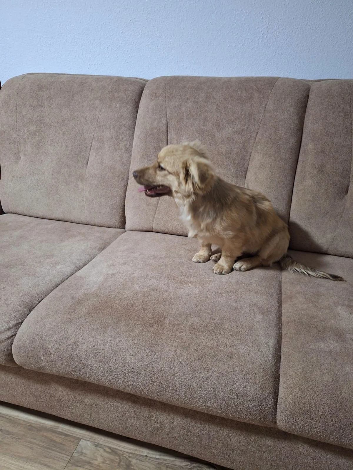Bonny, female puppy Mixed Breed for adoption at Tierfreunde Schaumberg e.V., Tholey