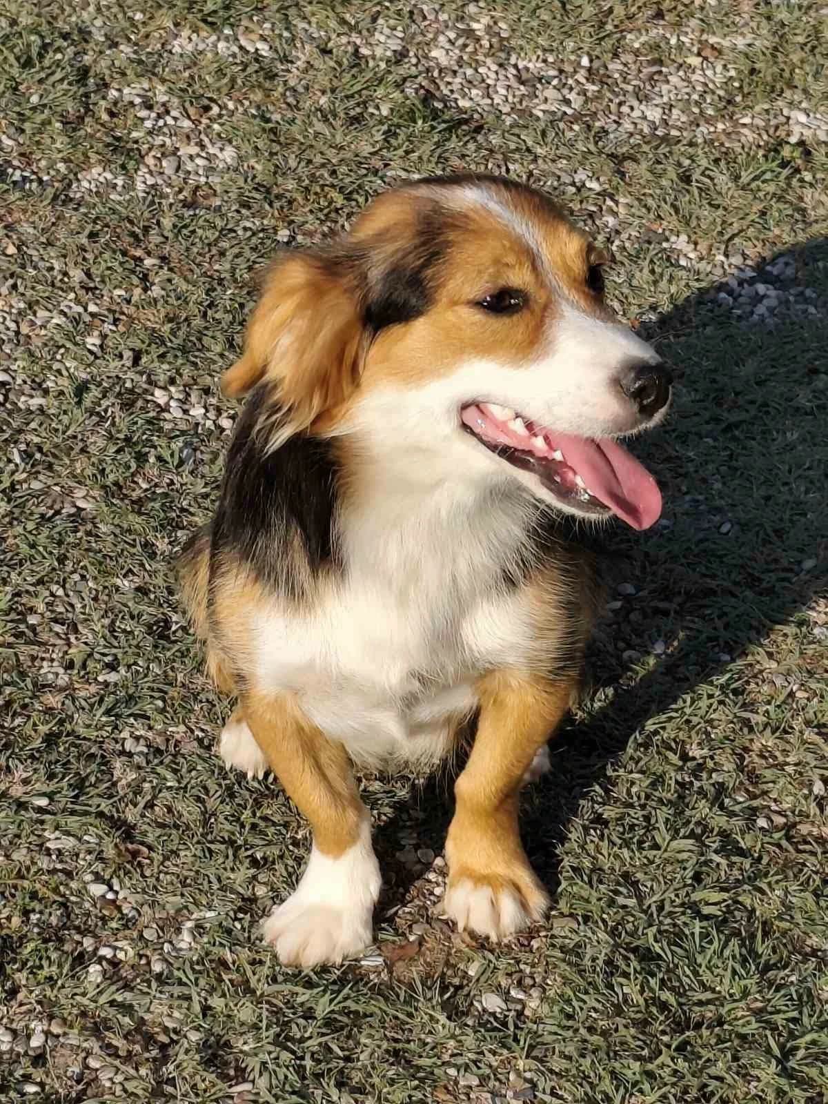 Luna, female Mixed Breed for adoption at Tierfreunde Schaumberg e.V., Tholey