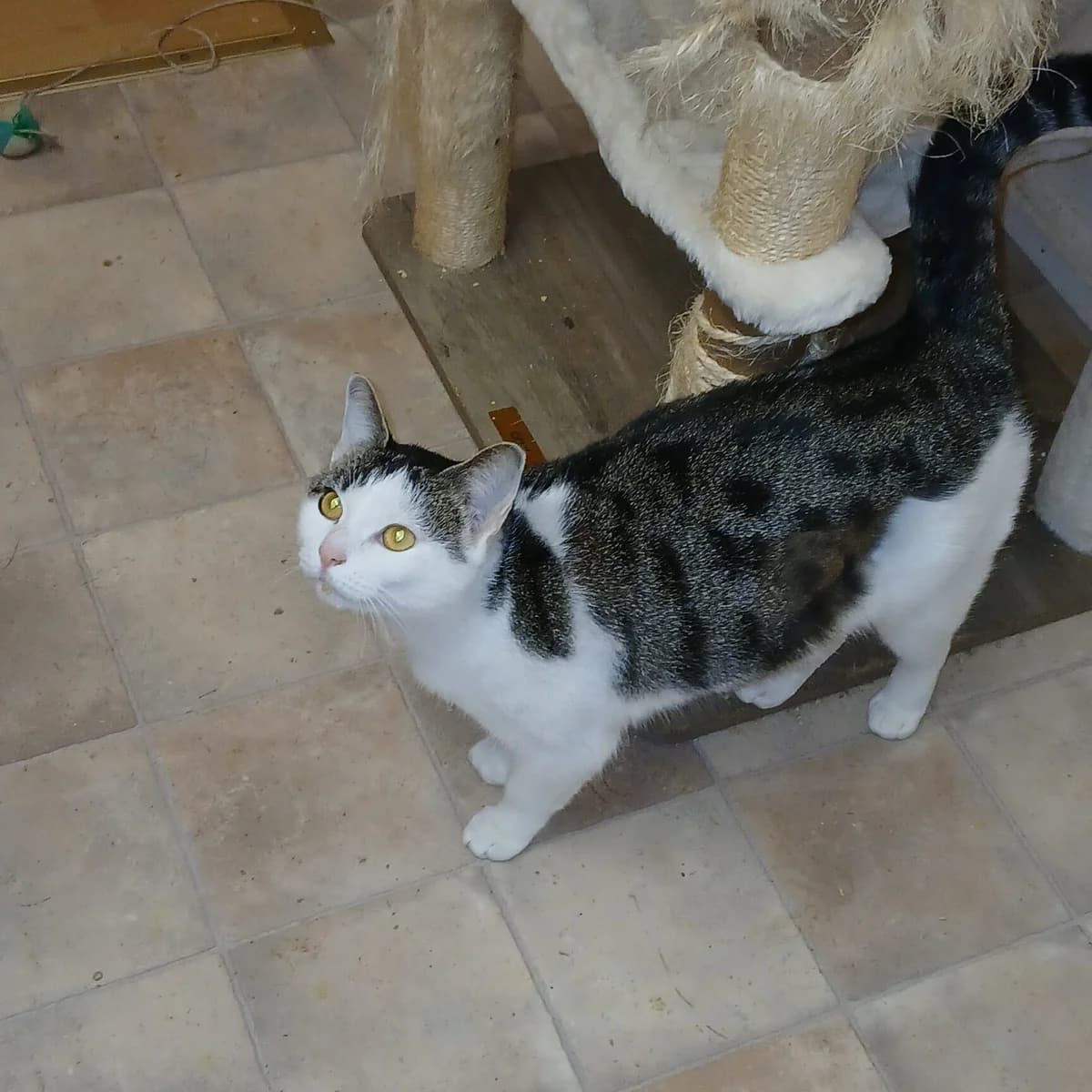 Cat, grau female young Mixed Breed for adoption at Tierfreunde Schaumberg e.V., Tholey
