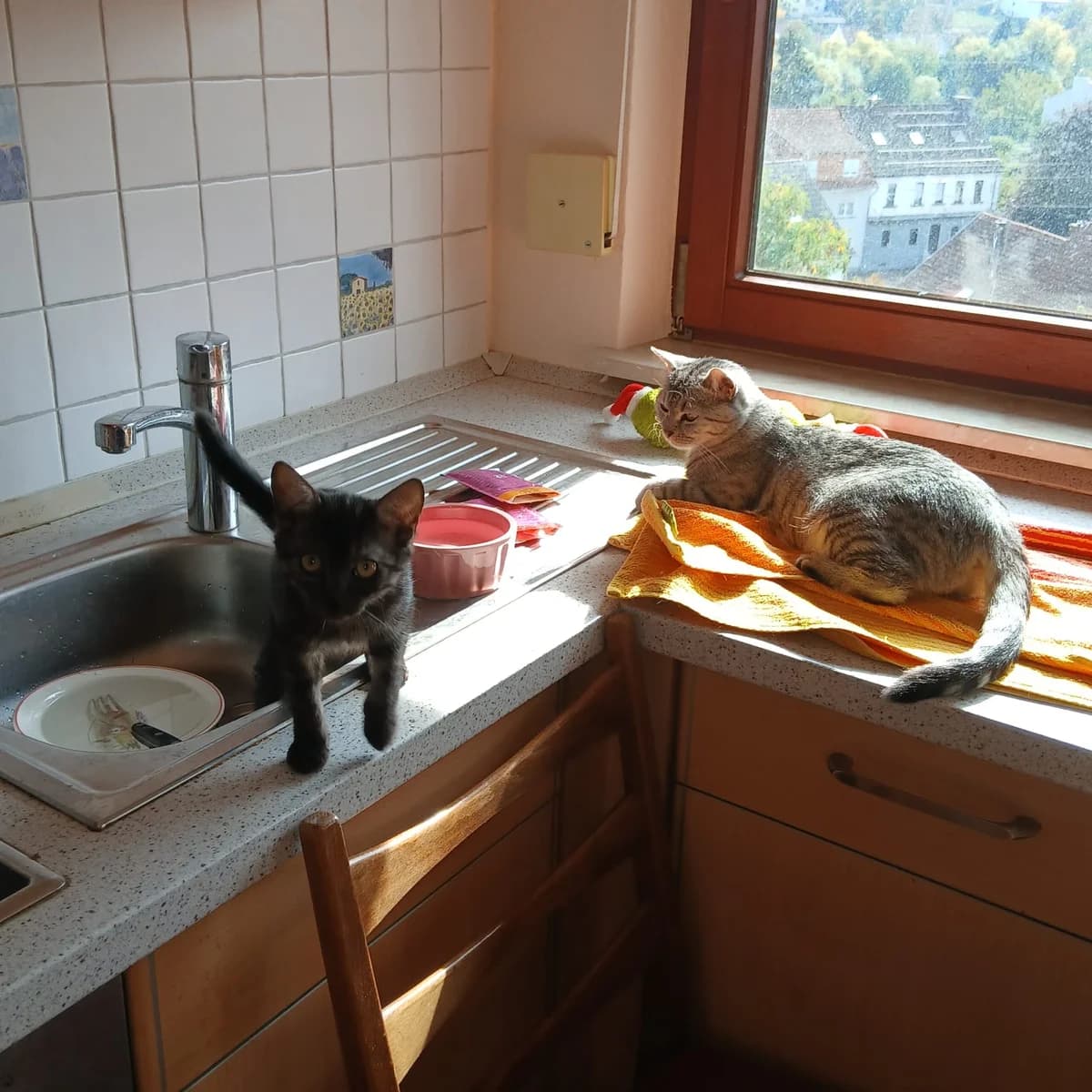 Cat, grau male puppy Mixed Breed for adoption at Tierfreunde Schaumberg e.V., Tholey