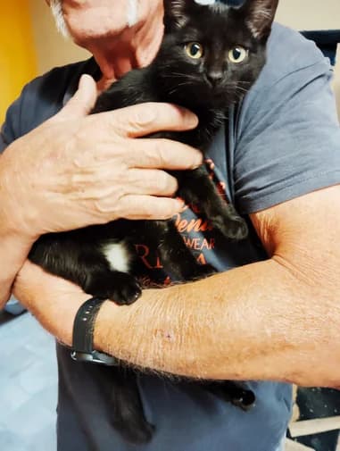 Katze Hexe, female Mixed Breed for adoption at Tierfreunde Schaumberg e.V., Tholey