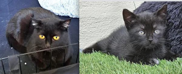 Katze Merle und ihre Tochter, merle female 5yo Mixed Breed for adoption at Tierfreunde Taunusstein e.V.
