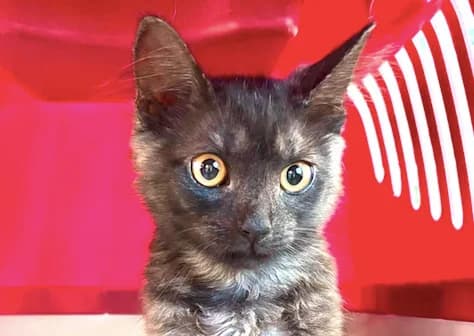 Kater Nazim – Vermittlungsanzeige, male Mixed Breed for adoption at Tierfreunde Taunusstein e.V.