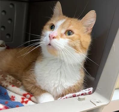Kater Knut, male Mixed Breed for adoption at Tierfreunde Taunusstein e.V.