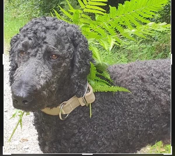 Hund Manni sucht ein Zuhause auf Zeit, male senior Mixed Breed for adoption at Tierfreunde Taunusstein e.V.