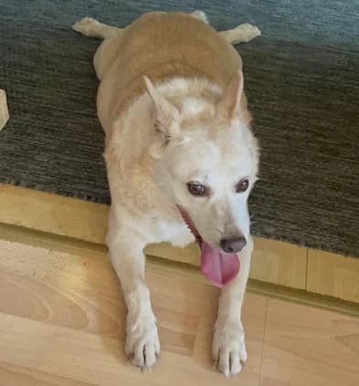 Hund Max – Vermittlungsanzeige, male Mixed Breed for adoption at Tierfreunde Taunusstein e.V.