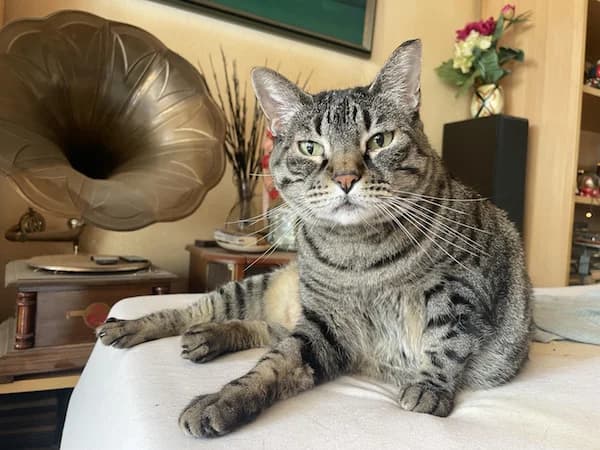 Katze Nina – Vermittlungsanzeige, getigert female Mixed Breed for adoption at Tierfreunde Taunusstein e.V.